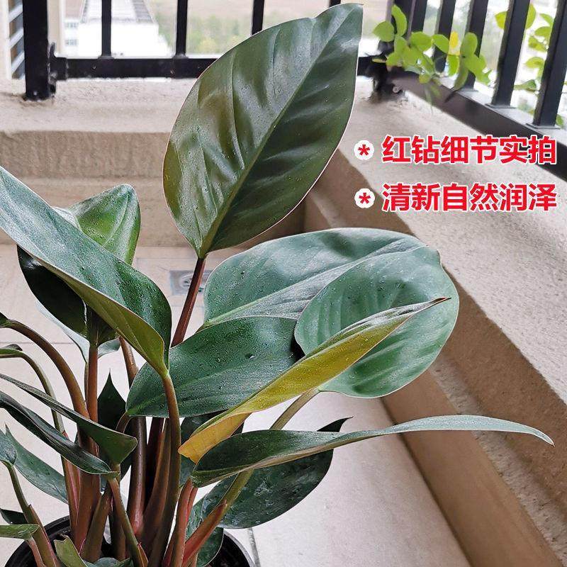 大叶落地绿植红钻金钻盆栽花卉办公室家庭阳台客厅净化空气四季青,鲜花速递/花卉仿真/绿植园艺,绿植,淘宝优惠券,粉丝福利购,淘宝优惠卷