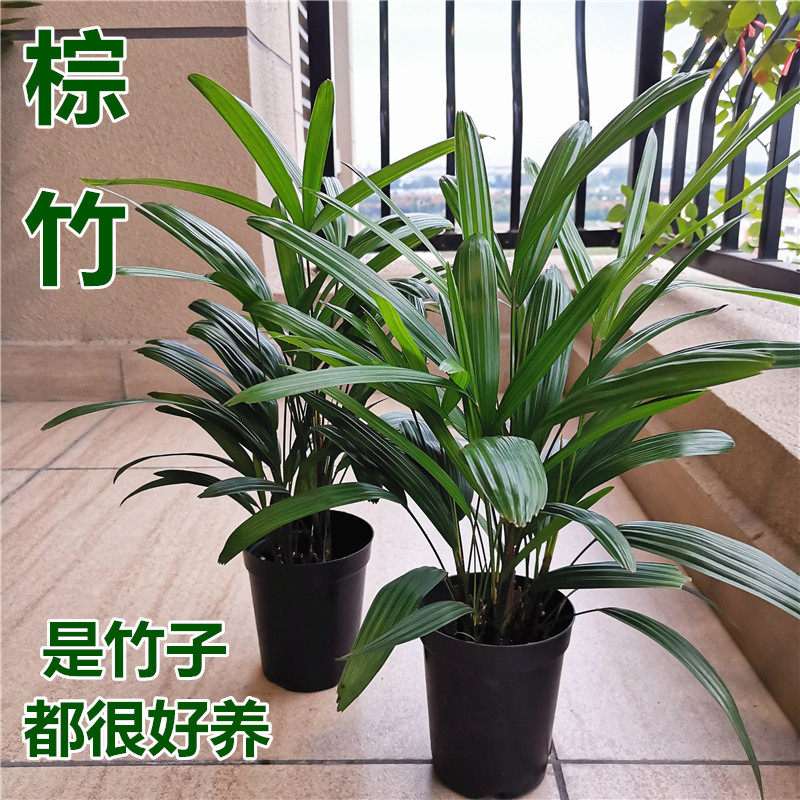 四季常青绿植家庭室内花卉棕竹盆栽桌摆常绿耐寒耐热门口装饰风水
