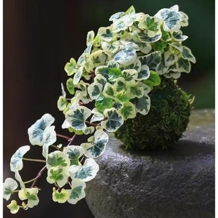 日本雪莹常春藤爱心叶出锦北欧ins风室内阳台垂吊小盆栽绿植易养