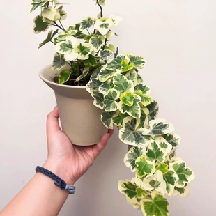 水培植物雪莹常青藤盆栽稀有吊兰常春藤爬藤室内苔藓球绿植