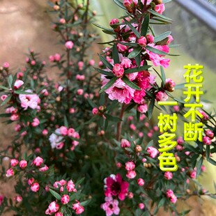 松红梅盆栽带花花苗澳洲梅花三色松红梅寒梅耐寒植物阳台庭院花卉