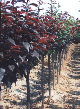 植物紫叶李庭院园林绿化树