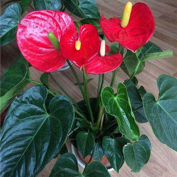 绿植常青绿植白掌观叶阳台植物 红掌彩掌一帆风烦内桌面花卉盆栽