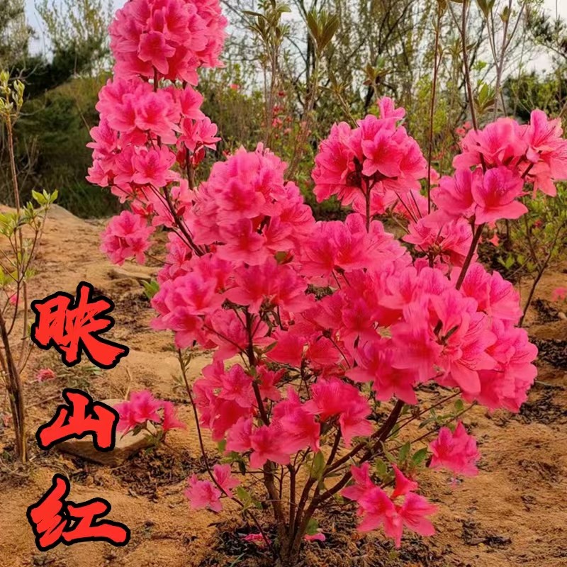 映山红树苗盆景树桩室内客厅庭院植物花卉阳台黄色红色杜鹃花盆栽