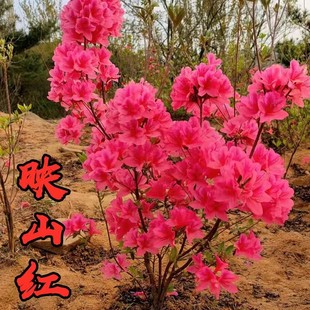 映山红树苗盆景树桩室内客厅庭院植物花卉阳台黄色红色杜鹃花盆栽