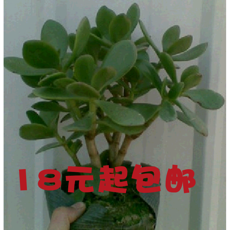 盆栽花卉 玉树 又名燕子掌 金枝玉叶 大玉树 花木盆景盆栽图片