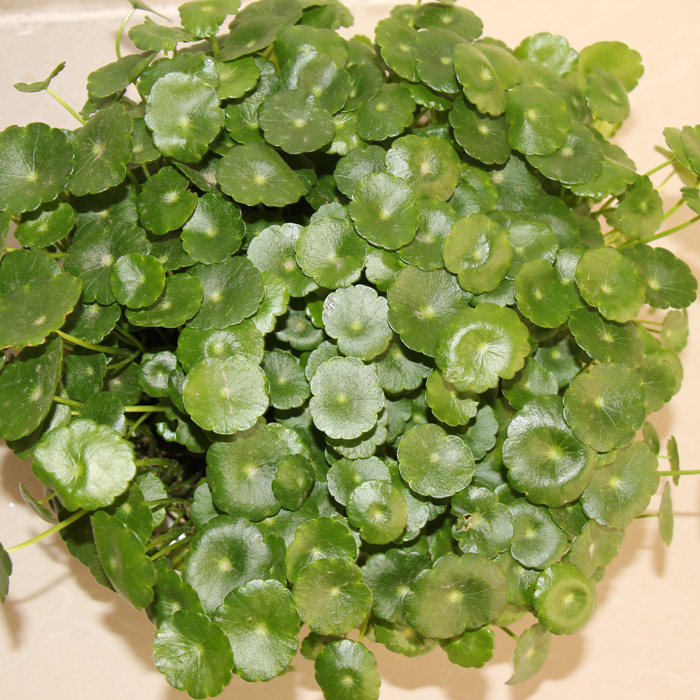 铜钱草水培植物室内盆栽花卉绿植盆景金钱草盆栽土培带叶发货