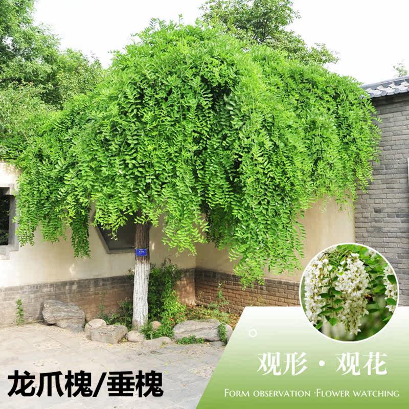 龙爪槐树苗 垂槐树盘槐黄金槐树苗金枝槐树 金枝国槐树苗庭院种植