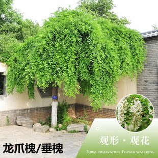 龙爪槐树苗 垂槐树盘槐黄金槐树苗金枝槐树 金枝国槐树苗庭院种植