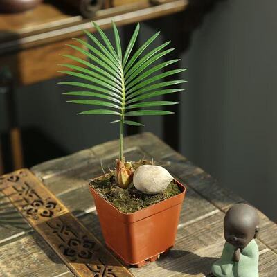 墨西哥铁树四叶草绿植