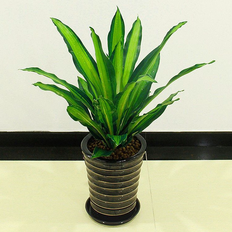 金边巴西铁树盆栽 香龙血树 室内植物 客厅绿植 花卉木 也门铁