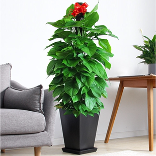柱状大叶绿萝盆栽大盆室内客厅卧室长藤绿萝净化空气吸甲醛大绿萝
