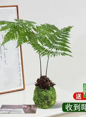 红磷蕨苔藓球水培植物一叶蕨类室内耐阴新中式禅意盆景观叶绿植