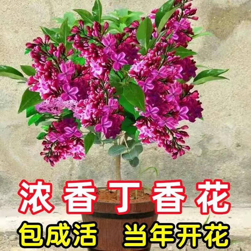 浓香型四季丁香花树苗当年开花阳台盆栽庭院地栽南北方种植包成活