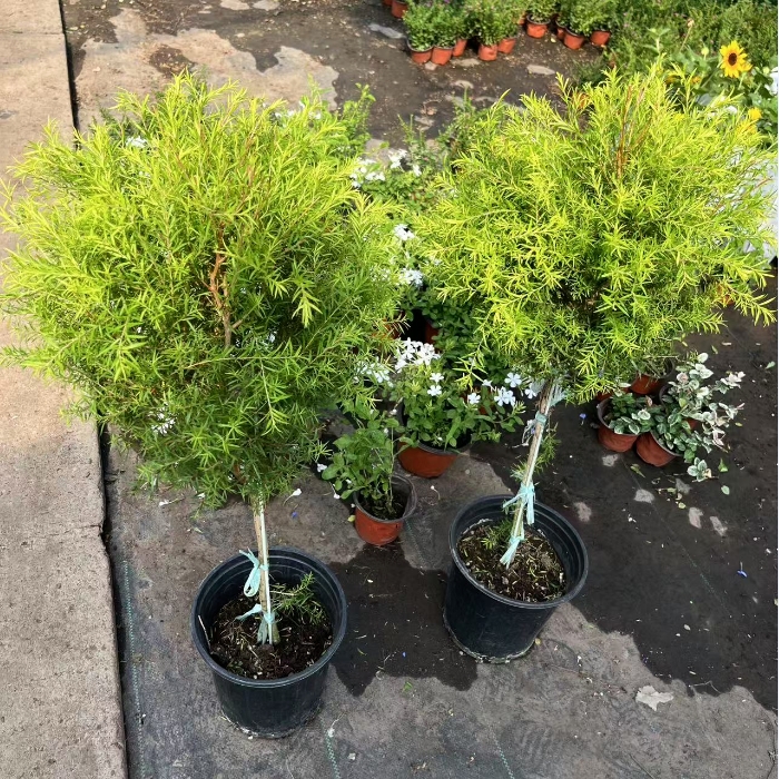 黄金香柳蛋糕烘焙装饰黄金柳芽盆栽新鲜耐热庭院花镜植物棒棒糖