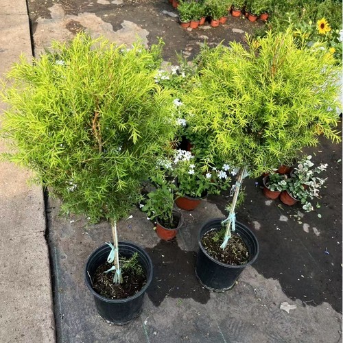 黄金香柳蛋糕烘焙装饰黄金柳芽盆栽新鲜耐热庭院花镜植物棒棒糖