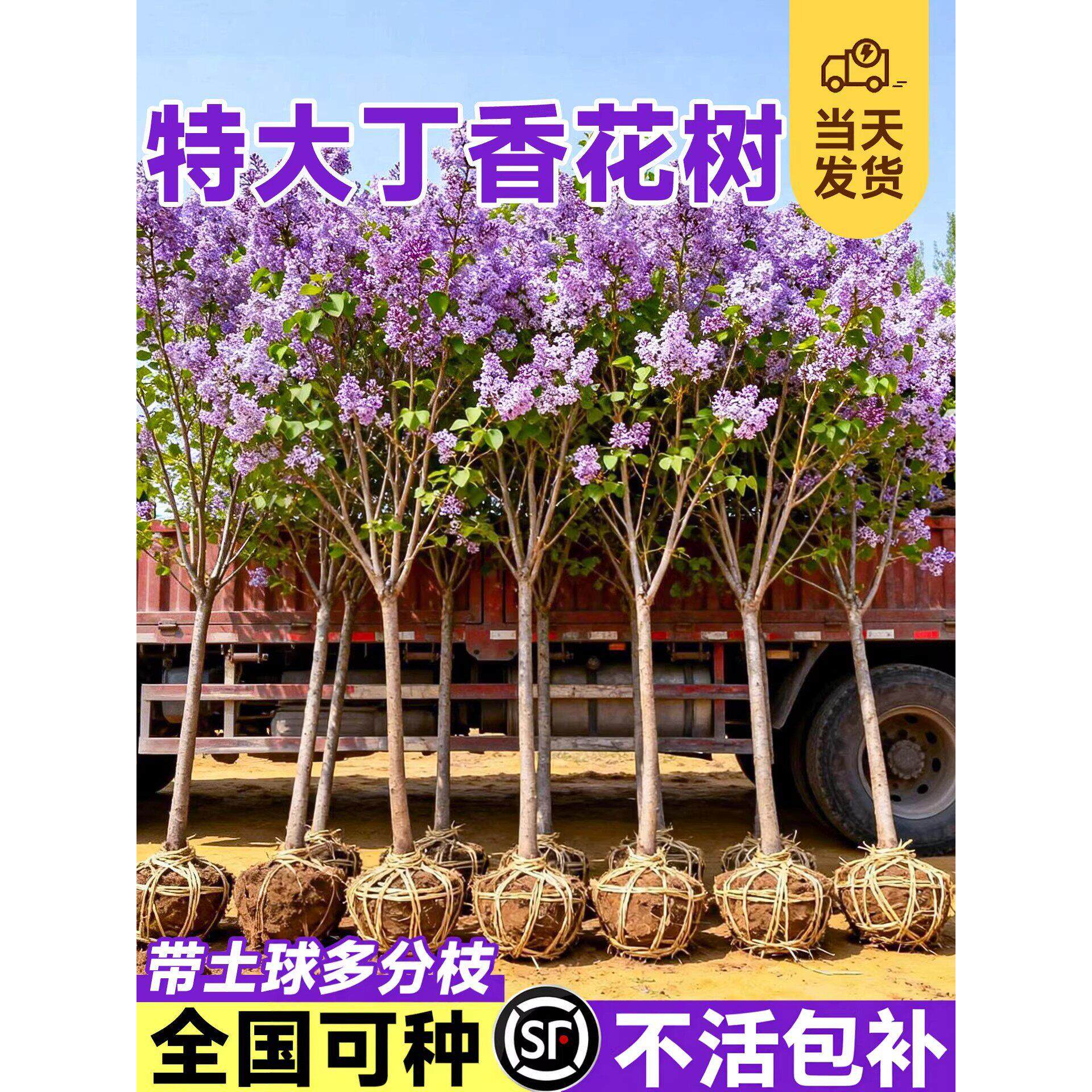 欧洲丁香花树苗独杆老桩盆栽庭院地栽耐寒矮化四季南北方可种植物
