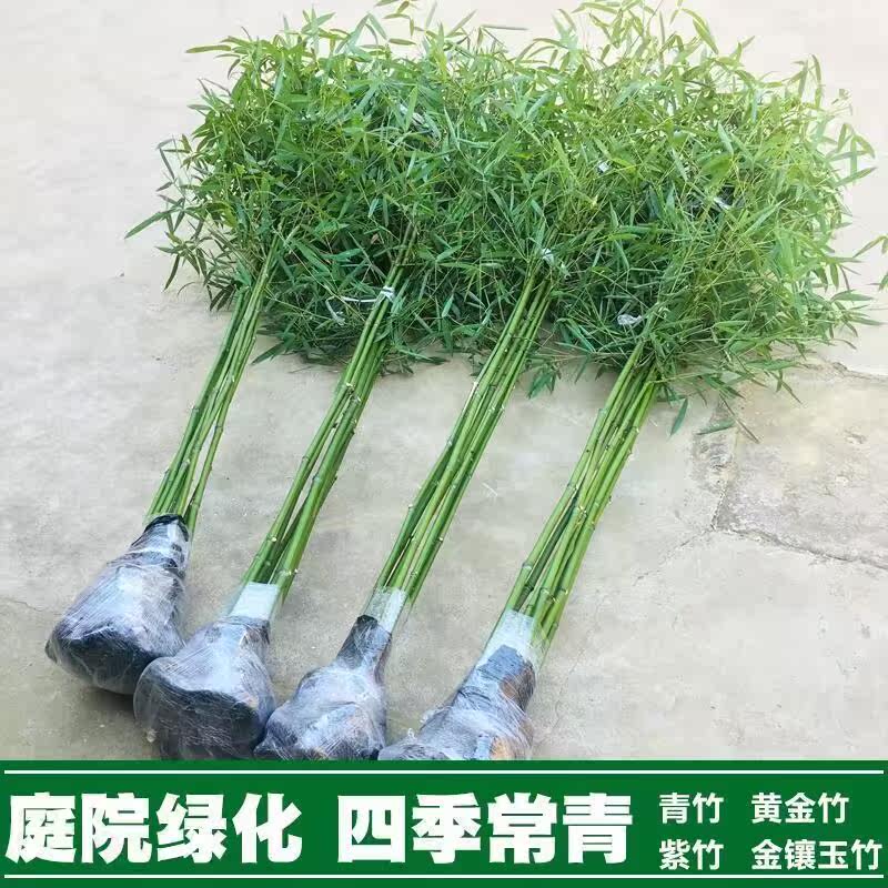 竹子苗庭院四季常青金镶玉竹耐寒