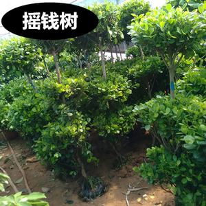 大型室内盆栽植物 发财树 摇钱树 富贵荣华 金钱榕 财源滚滚 包邮