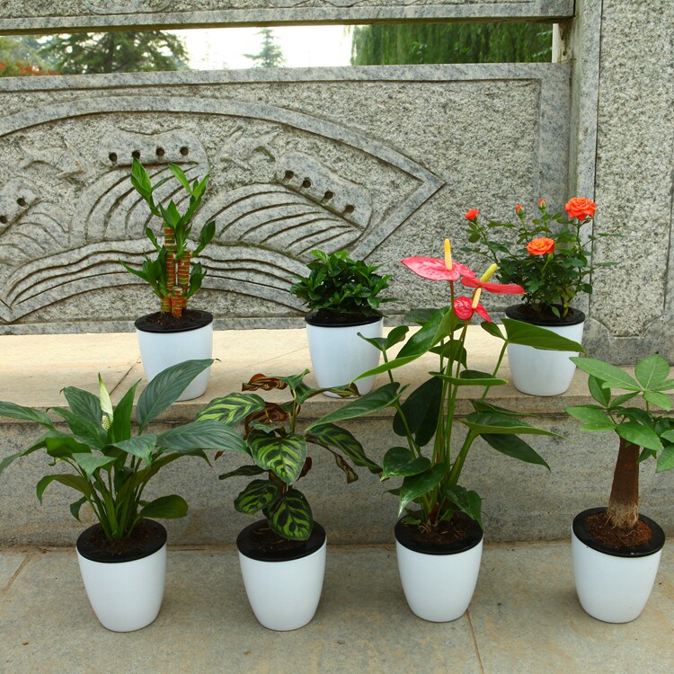 包邮发财树绿萝绿箩栀子花卉文竹月季红掌水培植物绿植盆栽办公室