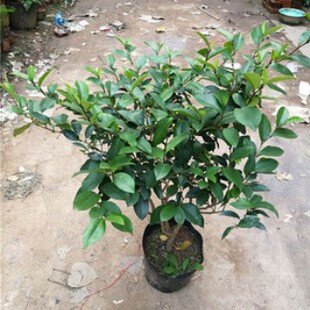 香花树含笑花苗盆栽 庭院 树苗 紫黄色花卉植物香蕉妃浓香型