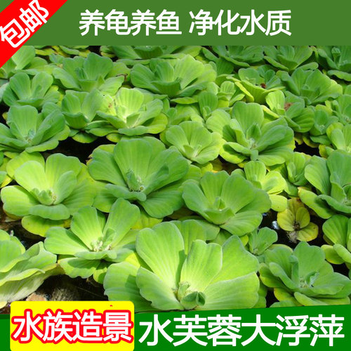 水浮莲价格 水浮莲图片 星期三