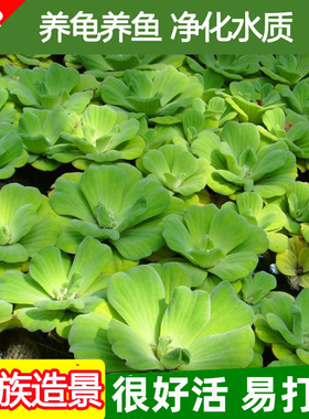 水芙蓉水浮莲水浮萍水葫芦水生鱼缸水草植物净化水质龟缸水族造景