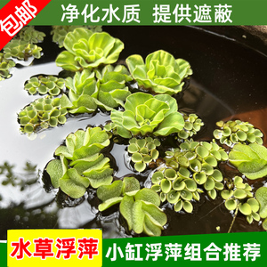 养鱼养龟鱼缸浮萍水草水培水生植物种子龟缸绿植净化水质水族造景