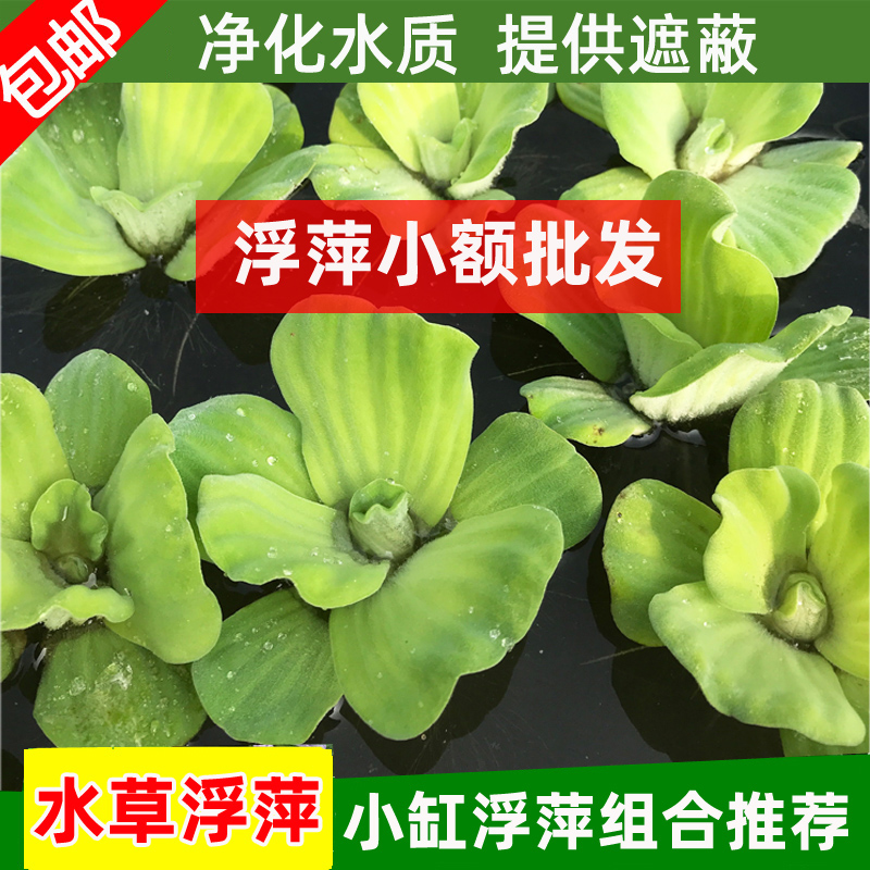 水芙蓉水浮萍古法养鱼龟缸水草
