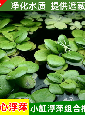 圆心萍浮萍水草豹纹萍古法养鱼龟缸净化水质水培植物莫斯造景水族