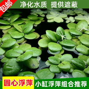 圆心萍浮萍水草豹纹萍古法养鱼龟缸净化水质水培植物莫斯造景水族