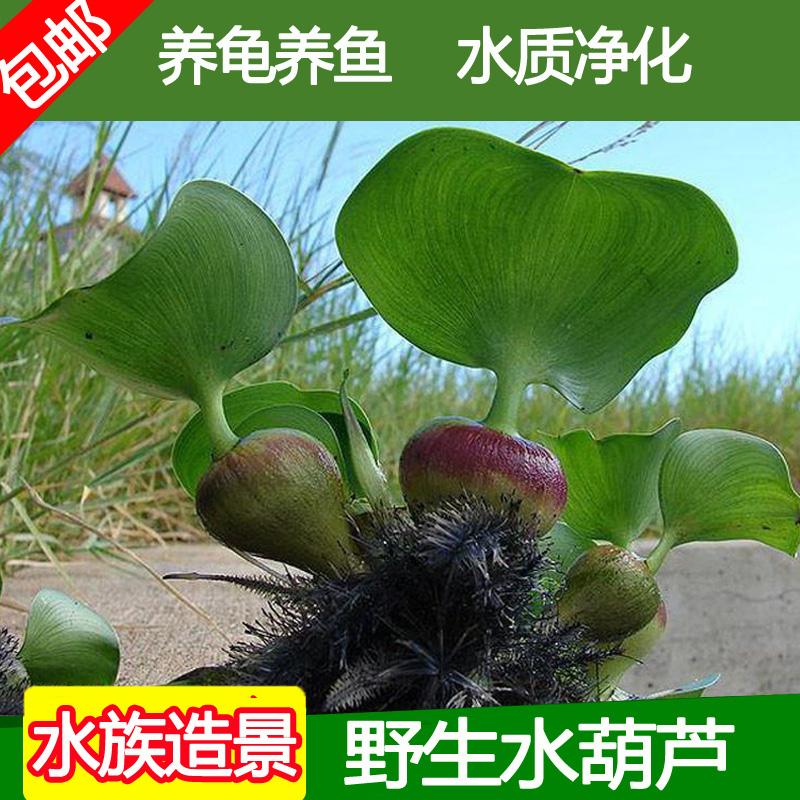 水草水葫芦苗净化水质龟鱼缸造景