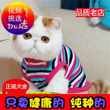 加菲猫活体幼猫净樊异短黄白虎斑1