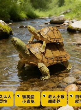 三黄金头龟   聚财纯种金钱龟好养小乌龟小青龟宠物观赏乌龟活物