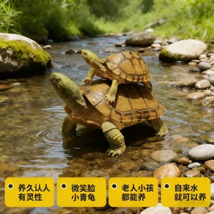 三黄金头龟 聚财纯种金钱龟好养小乌龟小青龟宠物观赏乌龟活物