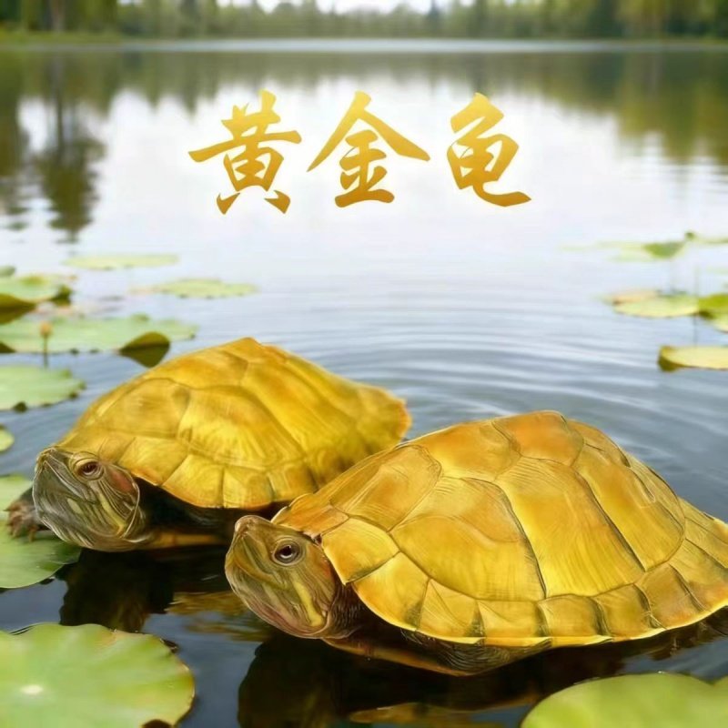 黄金龟 金钱龟 吃菜龟 乌龟活物 宠物观赏适合家养认主龟 小乌龟