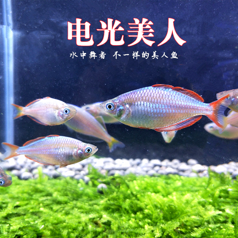 电光美人球鱼淡水群游热带观赏鱼刚果美人鱼苗小型好养草缸活体
