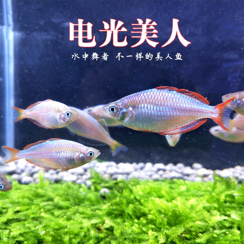 电光美人鱼群游鱼淡水热带鱼活体