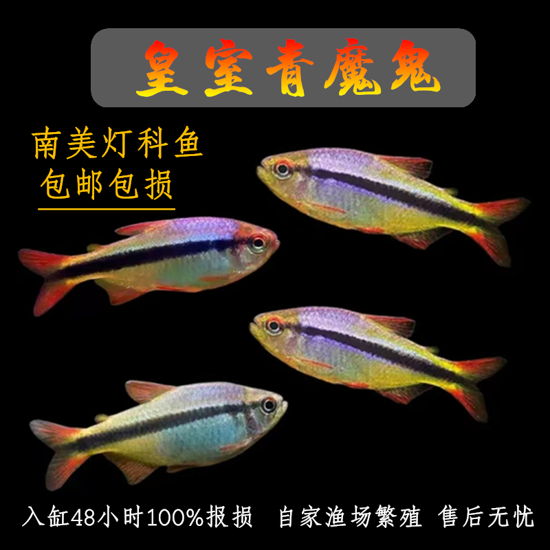 黄室青魔鬼南美灯科鱼群游热带鱼