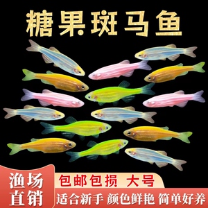 斑马鱼彩色小鱼好养颜色多新手