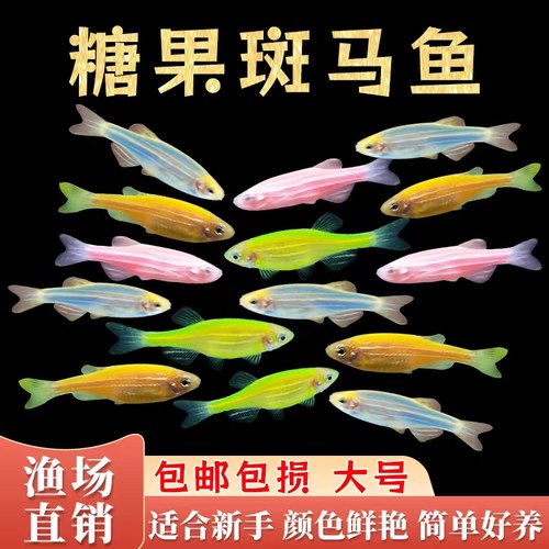 斑马鱼彩色小鱼好养颜色多新手