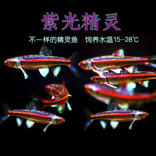 紫光精灵淡水广温好养观赏灯鱼