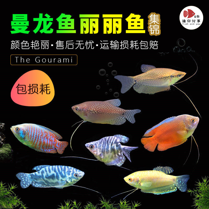 曼龙鱼除蛋白虫虎皮鱼热带鱼五彩丽丽接吻观赏鱼刚果美人好养活体