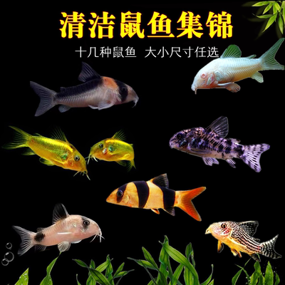 清洁鼠鱼清道夫清理鱼缸垃圾活体