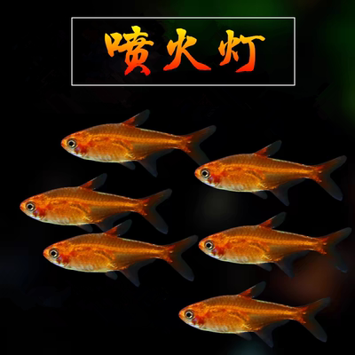 喷火灯群游灯科鱼淡水热带鱼活体
