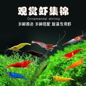除藻观赏虾黑壳虾小型极火水晶虾樱花虾工具虾清洁迷你辣椒蟹活体