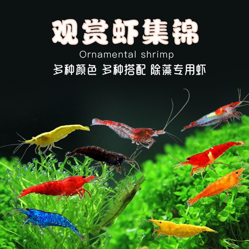 小型观赏虾除藻黑壳虾樱花虾清洁