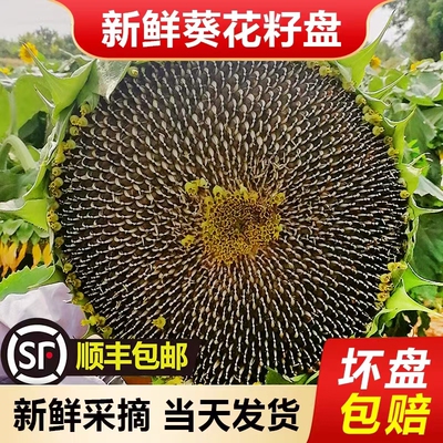 应季新鲜向日葵花盘葵瓜子生孕妇原味湿籽水果零食新货带盘现摘发