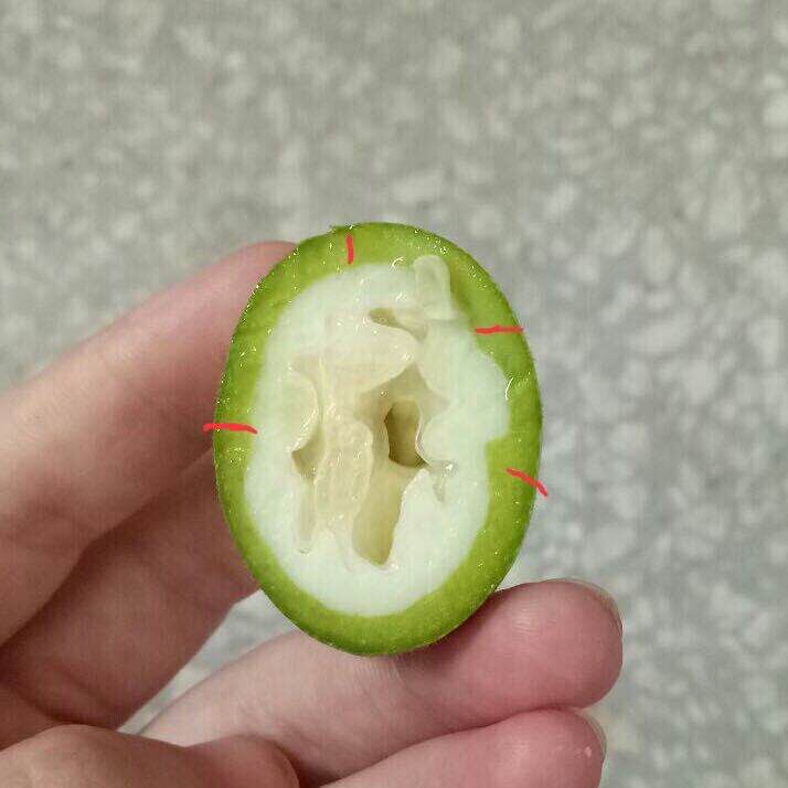 新鲜青皮嫩核桃幼核桃刚结果药用鲜非吃仁泡酒外用涂抹汁液薄皮湿