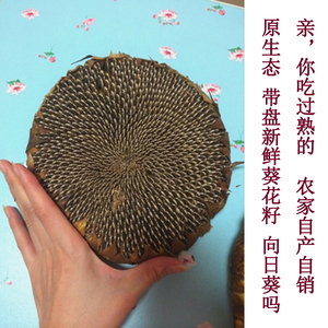 向日葵瓜子现摘现发原味农家熟葵花籽盘特产新鲜坚果零食 2个包邮